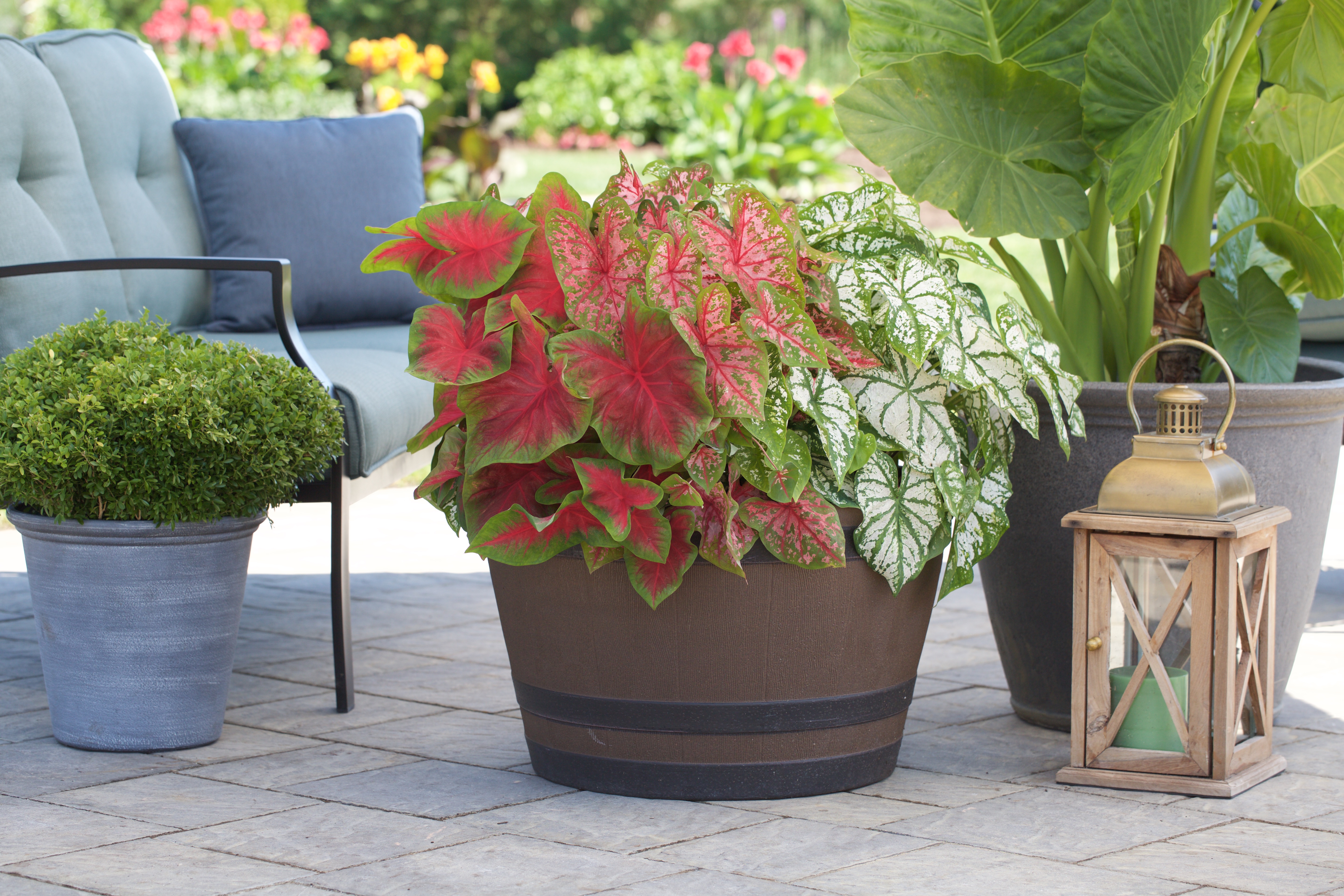 Caladium-Carolyn-Whorton--Florida-Cardinal--White-Christmas_2G3A9411.jpg